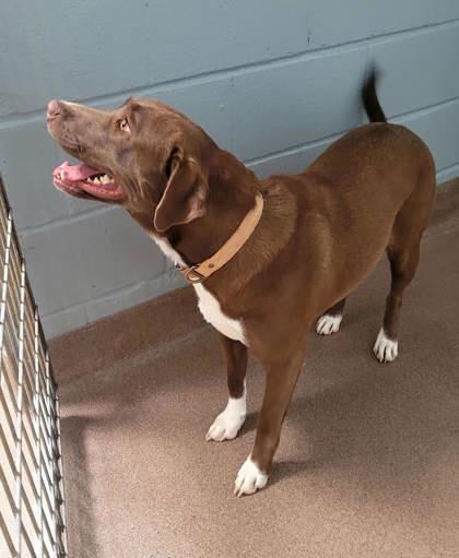 Enlarge Lady, a Adoptable mixed breed in Commerce, TX image 1/5