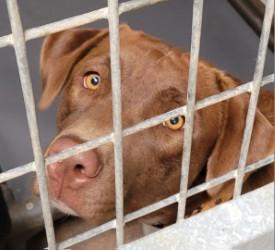 Enlarge Lady, a Adoptable mixed breed in Commerce, TX image 2/5