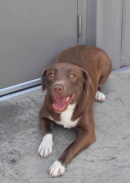 Enlarge Lady, a Adoptable mixed breed in Commerce, TX image 3/5