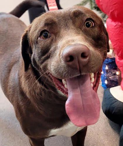 Lady, Adoptable, Adult Female Chocolate Labrador Retriever.