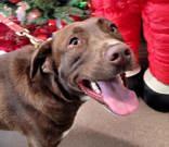 Enlarge Lady, a Adoptable mixed breed in Commerce, TX image 5/5