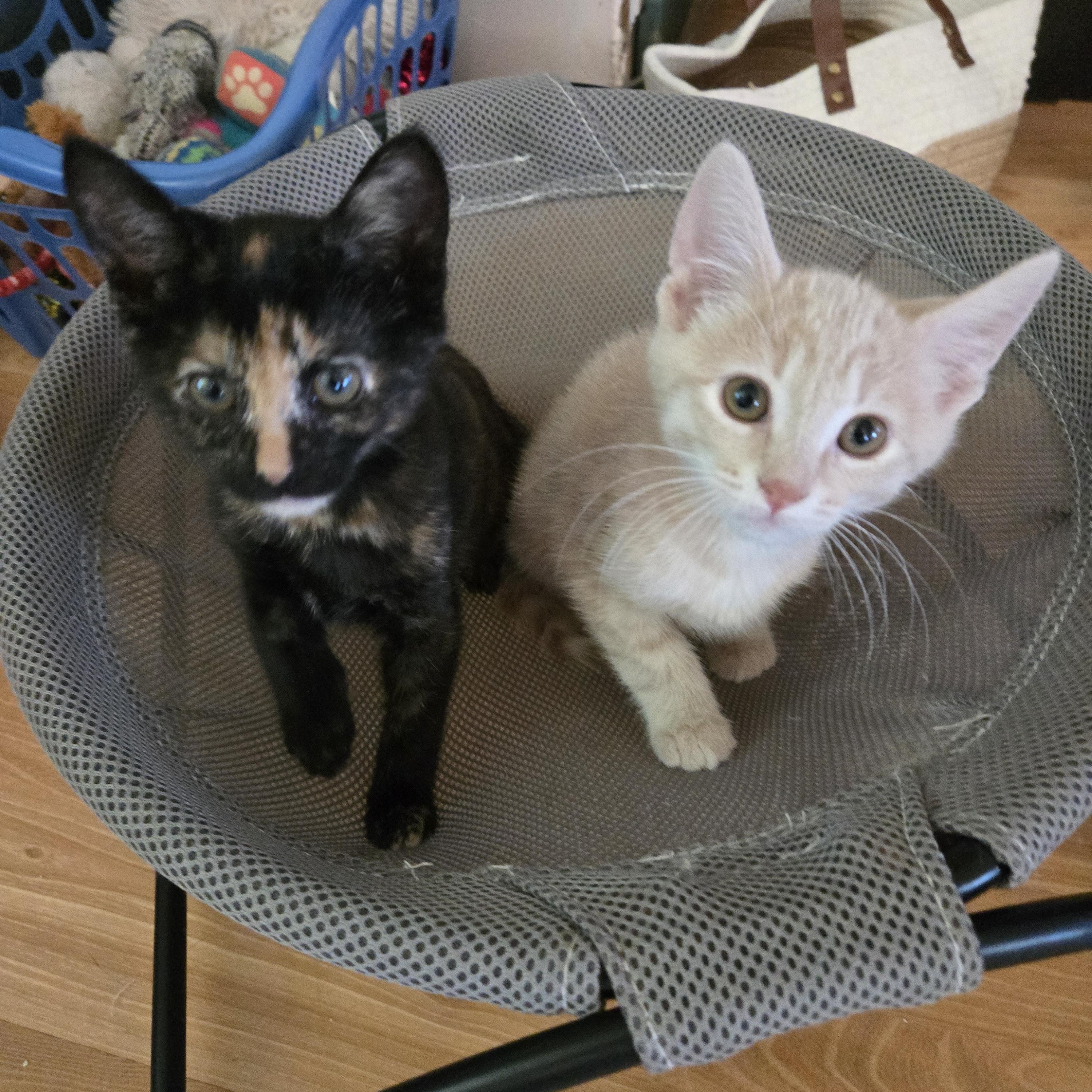 Wendel-KJ (bonded with Willow), an adopted Domestic Medium Hair in Burlington, WA image 3/4