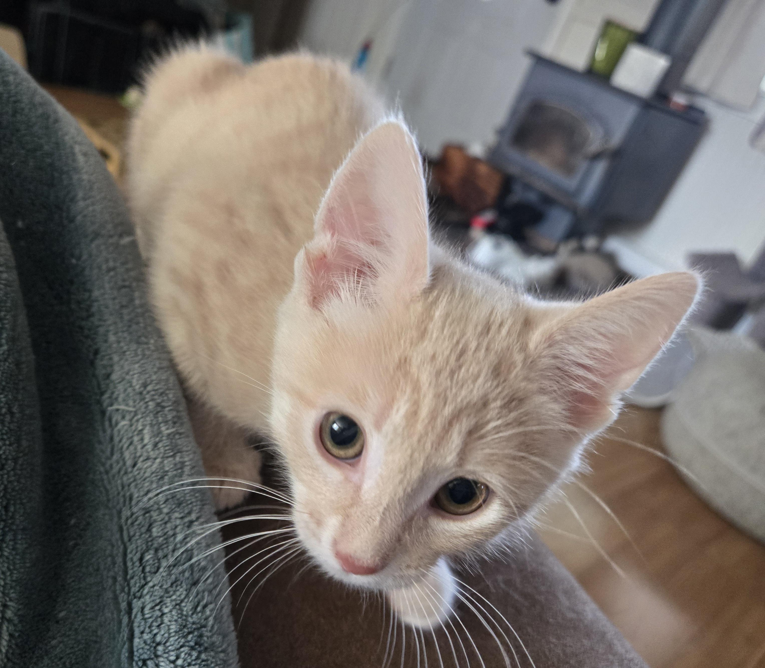 Wendel-KJ (bonded with Willow), an adopted Domestic Medium Hair in Burlington, WA image 2/4
