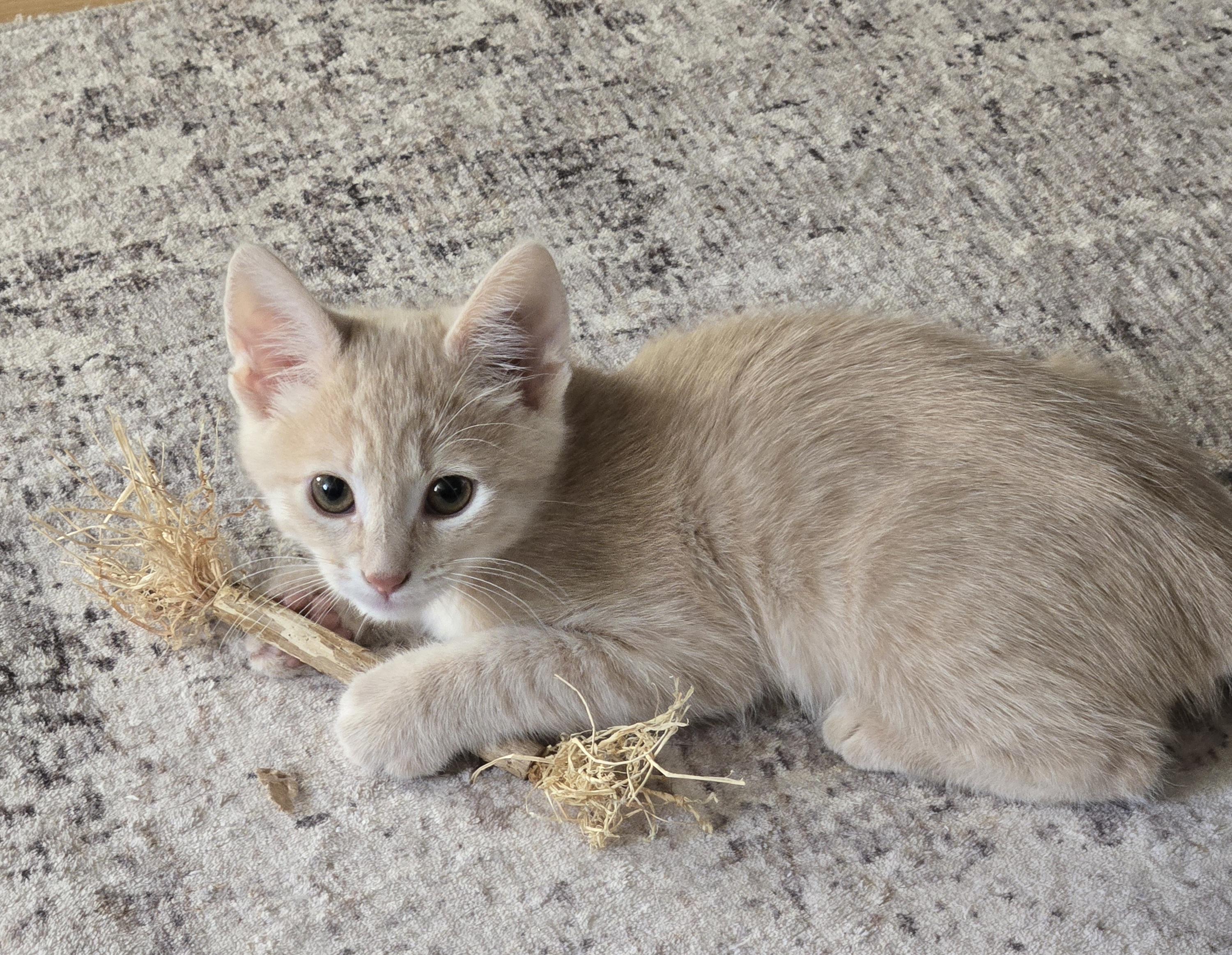 Wendel-KJ (bonded with Willow), adopted, Kitten Male Domestic Medium Hair.