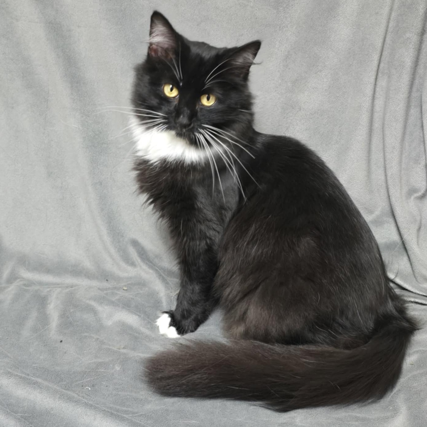 Madame Fluff, an adoptable Domestic Medium Hair in Waterloo, IA, 50703 | Photo Image 3