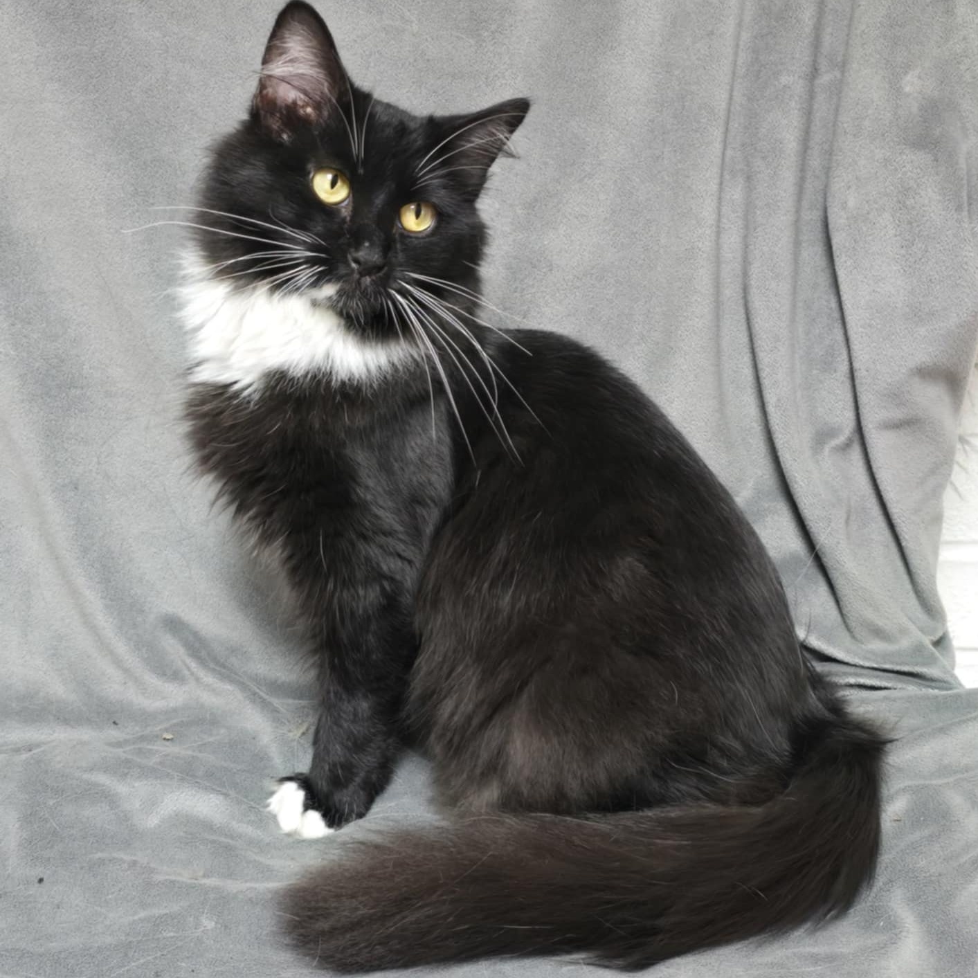 Madame Fluff, an adoptable Domestic Medium Hair in Waterloo, IA, 50703 | Photo Image 2