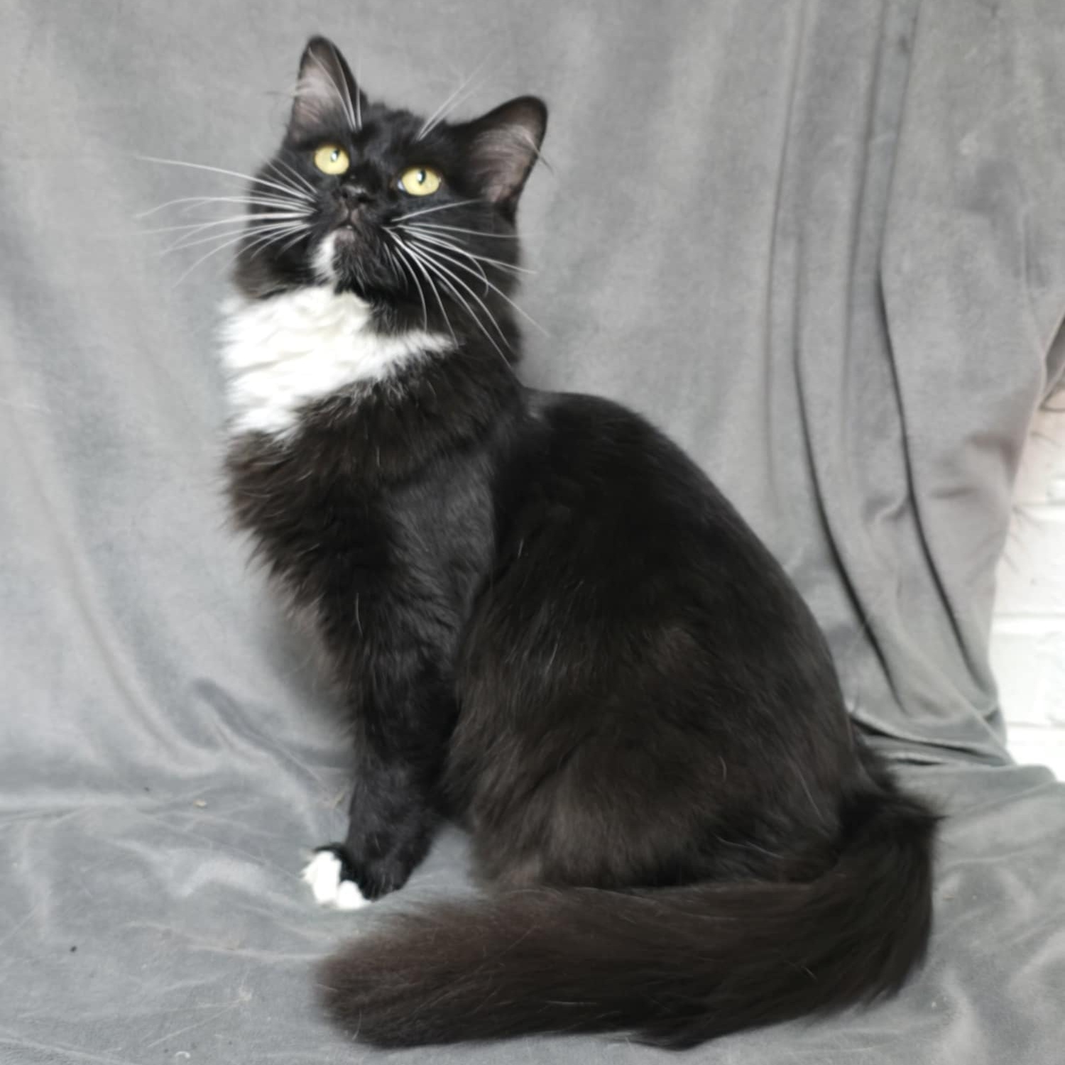 Madame Fluff, an adoptable Domestic Medium Hair in Waterloo, IA, 50703 | Photo Image 1