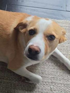 Enlarge Liberty (3 Years Old) Courtesy Post, a Adoptable mixed breed in Albany, NY image 1/1