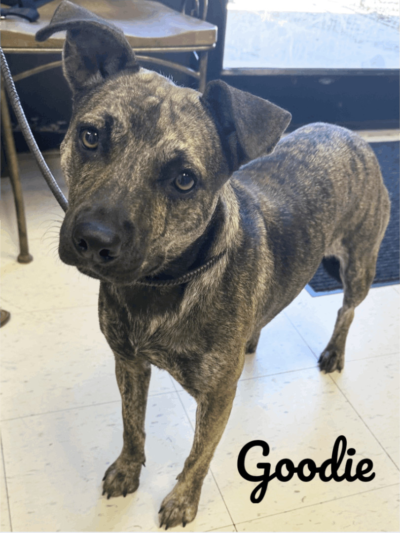 Enlarge Gracie Griffith, a Adoptable mixed breed in Dyersburg, TN image 1/1