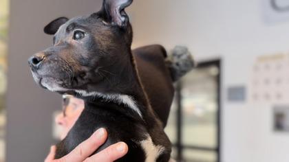 Trixie — thumbnail 2