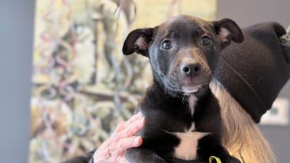 Trixie — thumbnail 3