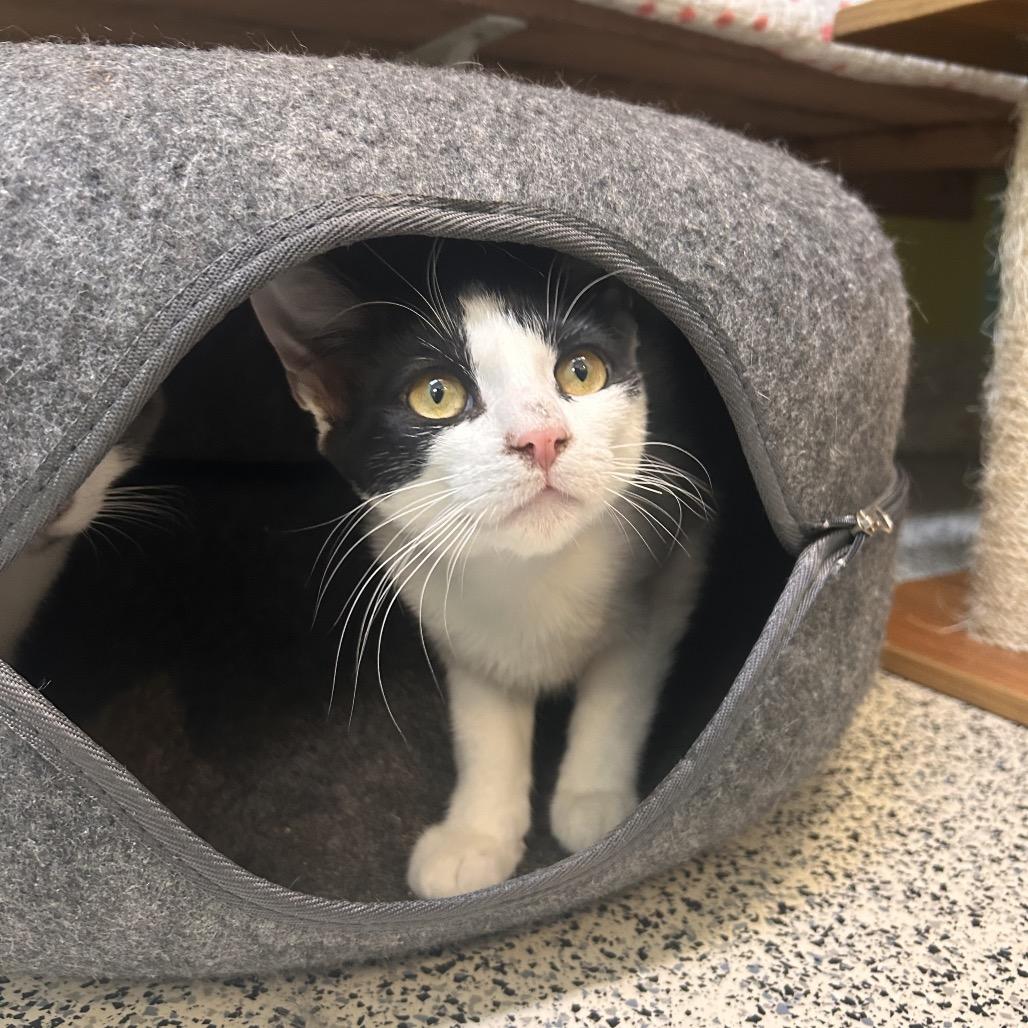 Dragon, Adoptable, Young Male Domestic Short Hair.