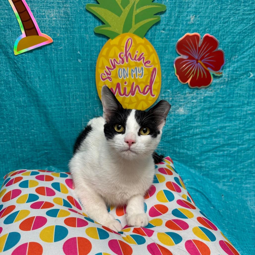 Enlarge Dragon, a Adoptable Domestic Short Hair in Fresno, CA image 2/4