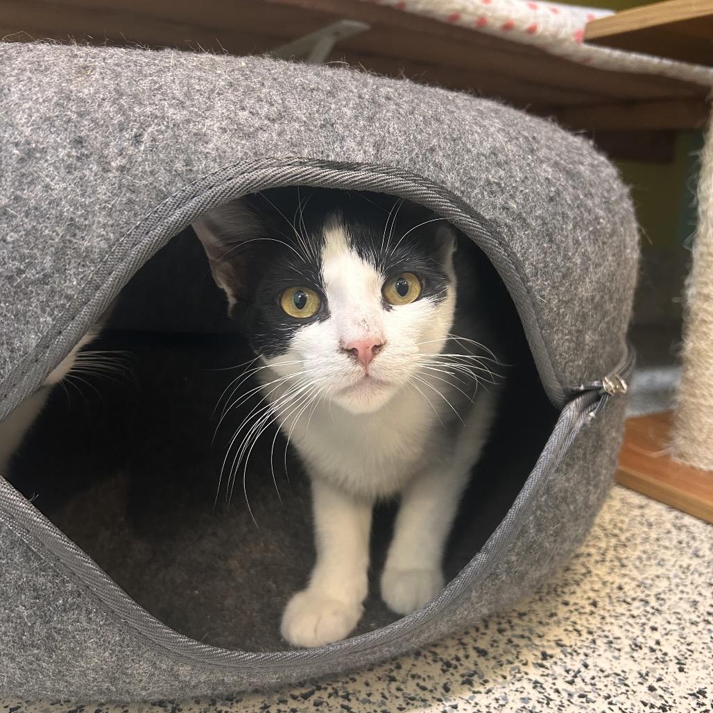 Enlarge Dragon, a Adoptable Domestic Short Hair in Fresno, CA image 3/4