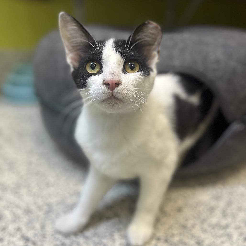 Enlarge Dragon, a Adoptable Domestic Short Hair in Fresno, CA image 4/4