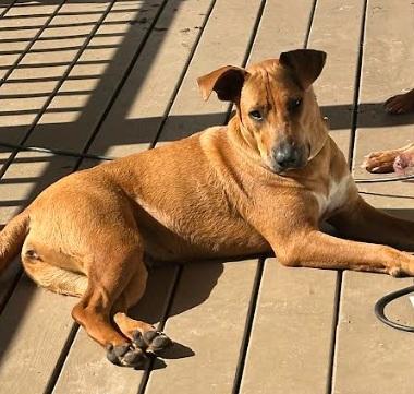 Enlarge Samantha aka "Sammy", a Adoptable mixed breed in Zebulon, GA image 2/4
