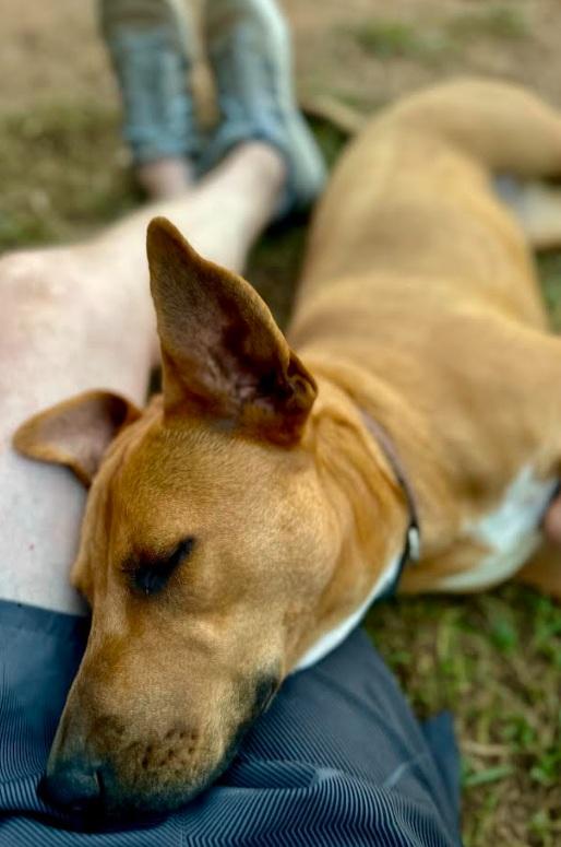 Enlarge Samantha aka "Sammy", a Adoptable mixed breed in Zebulon, GA image 3/4
