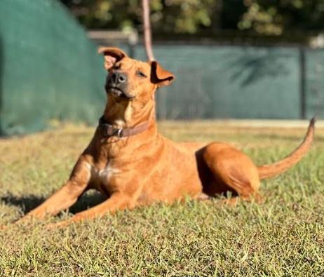 Enlarge Samantha aka "Sammy", a Adoptable mixed breed in Zebulon, GA image 4/4