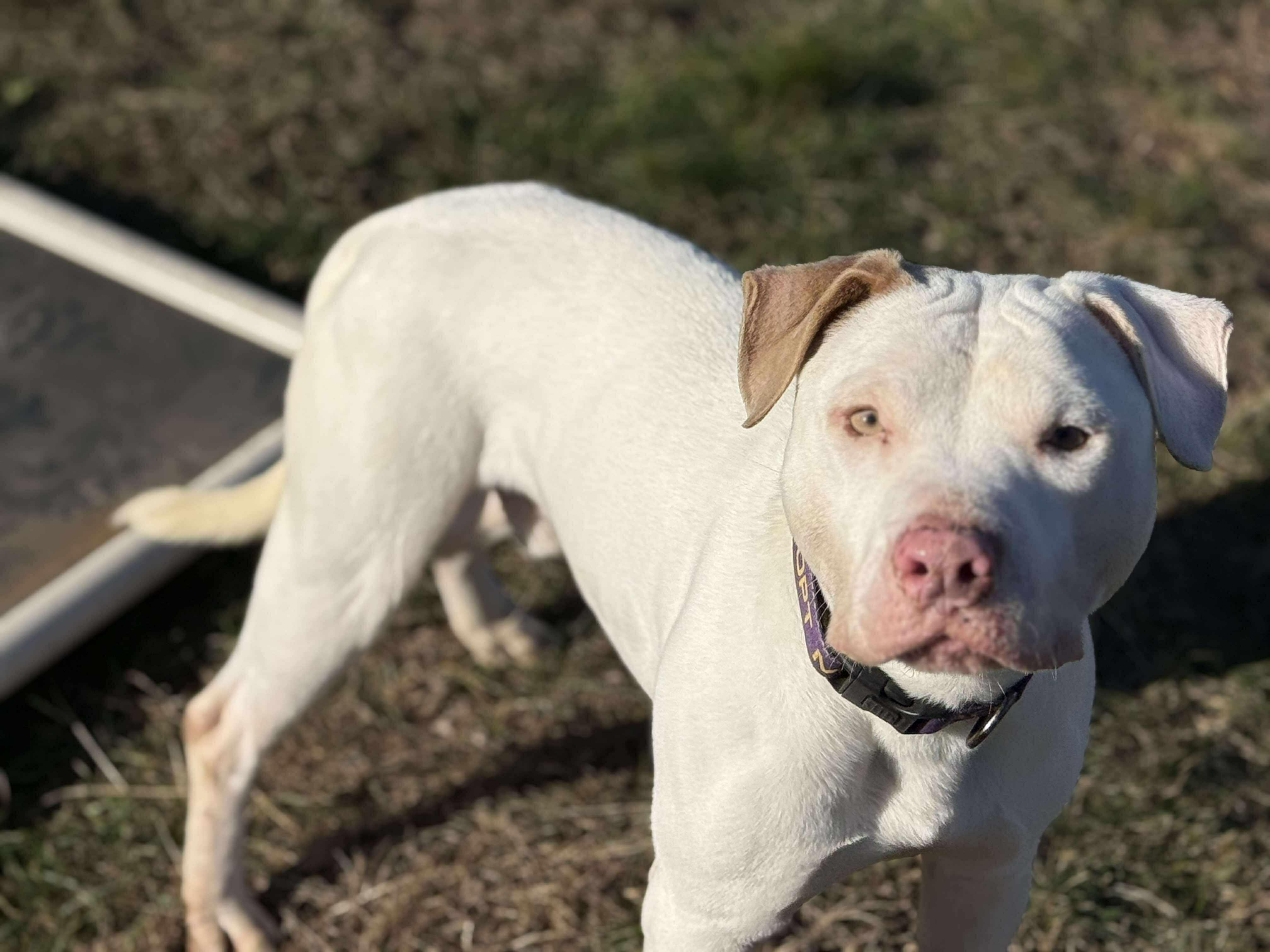 Travis, a Adoptable Pit Bull Terrier in Paris, ME image 5/5