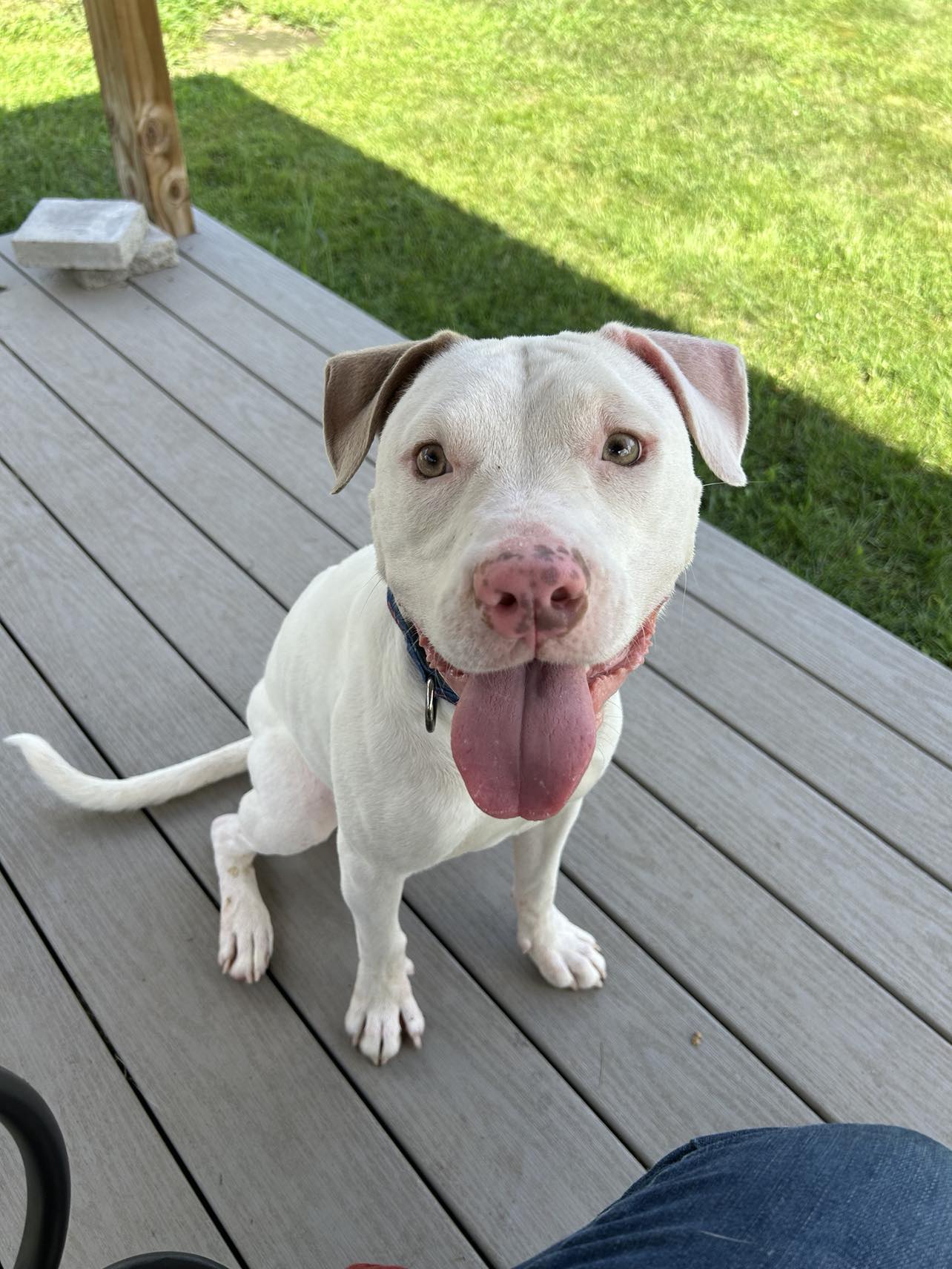 Travis, a Adoptable Pit Bull Terrier in Paris, ME image 2/5