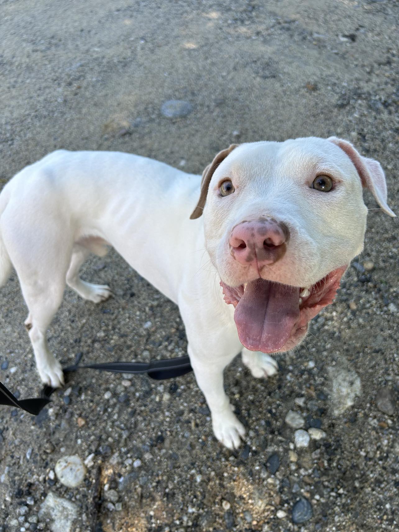 Travis, a Adoptable Pit Bull Terrier in Paris, ME image 3/5