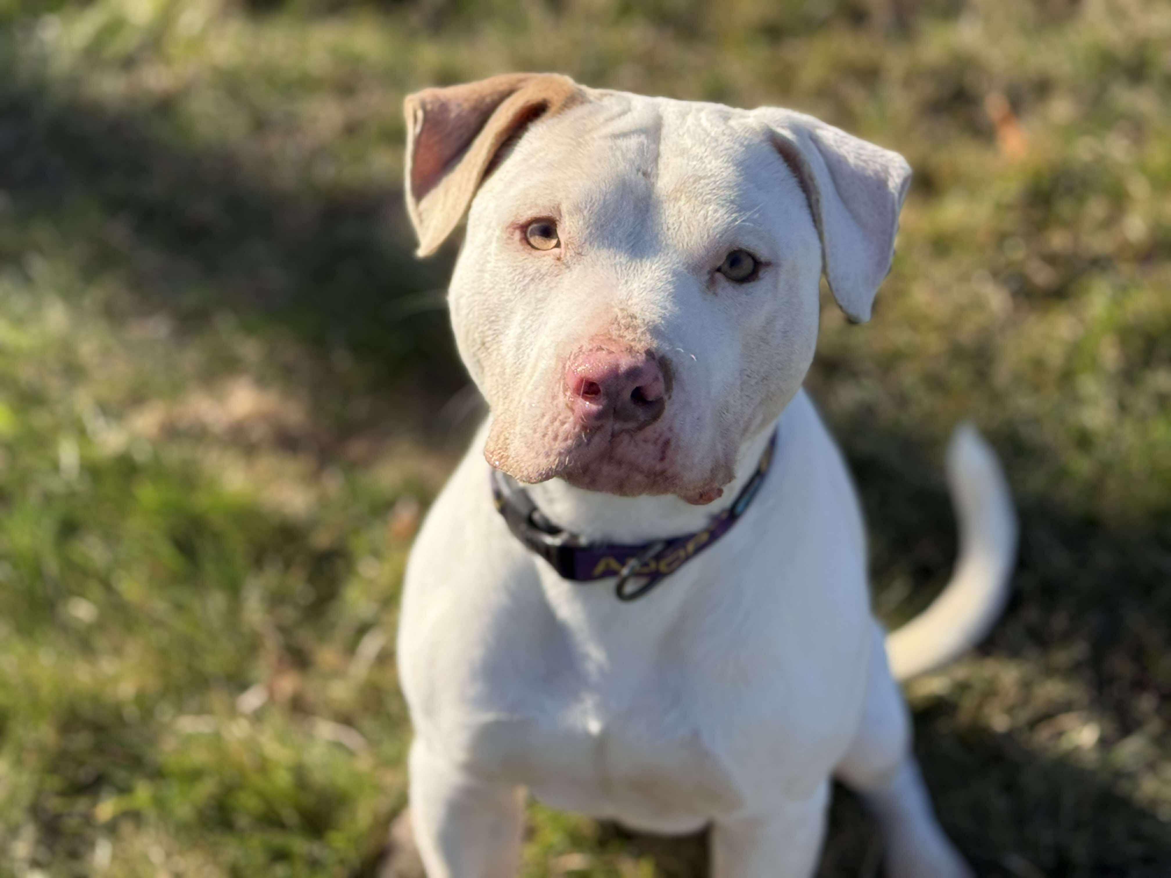 Travis, a Adoptable Pit Bull Terrier in Paris, ME image 1/5