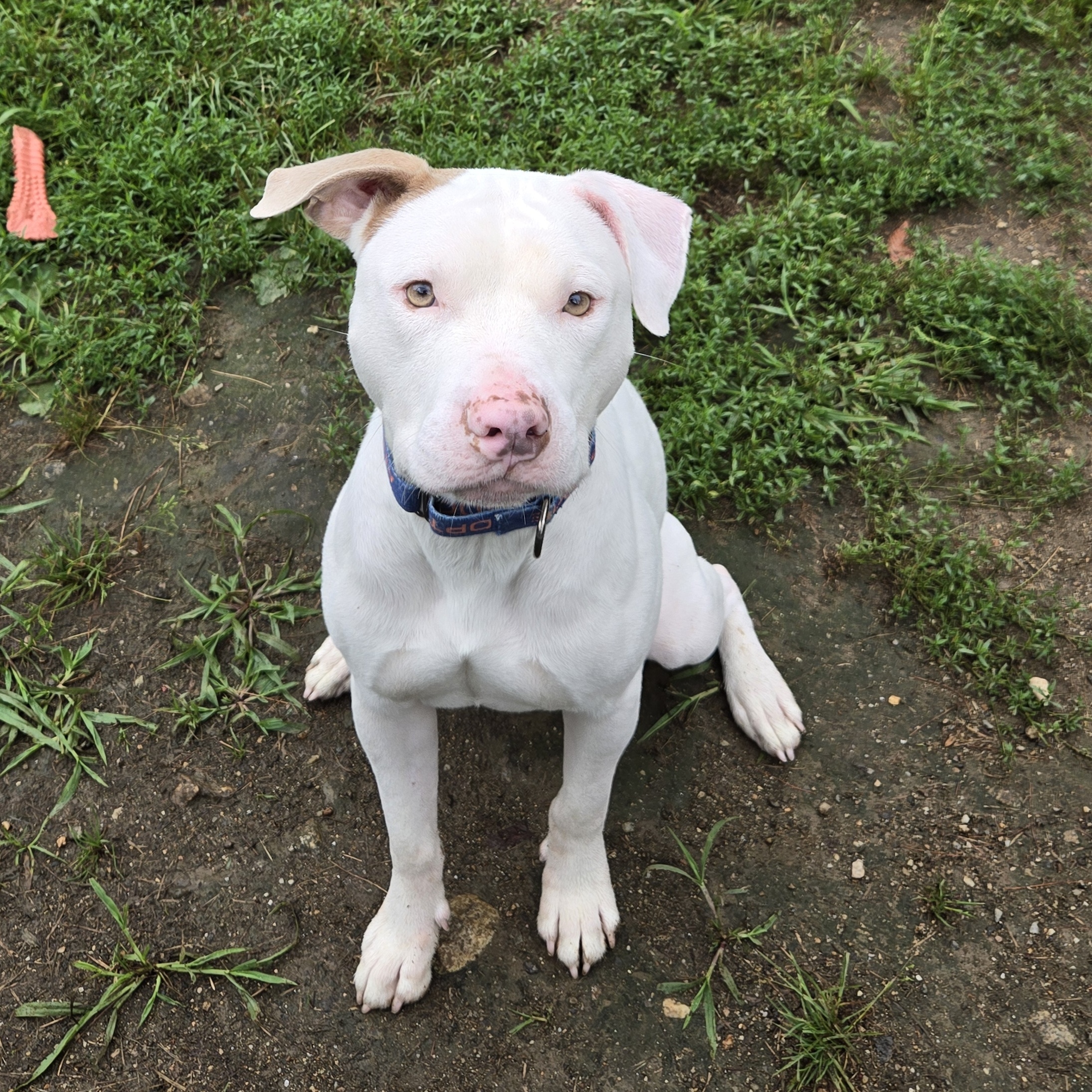 Travis, a Adoptable Pit Bull Terrier in Paris, ME image 4/5