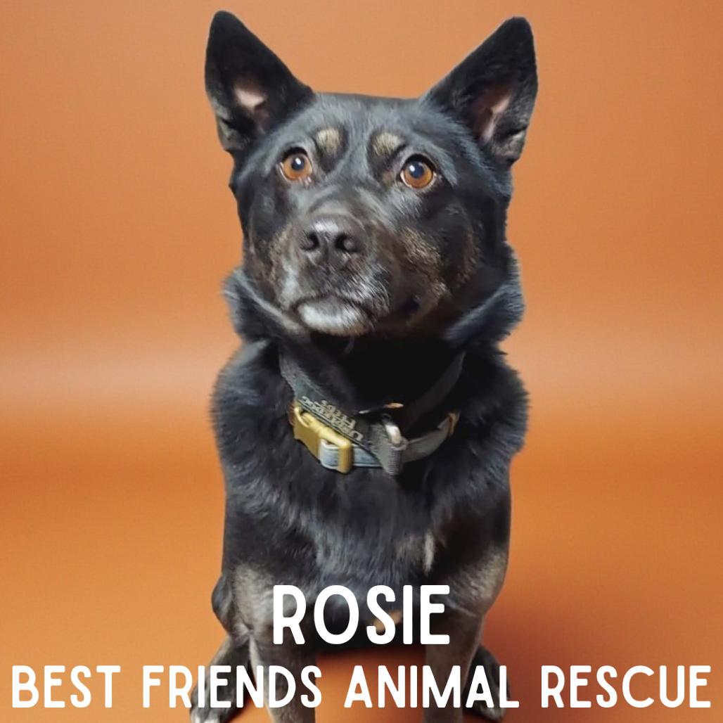 Enlarge Rosie, a Adoptable mixed breed in Wasilla, AK image 1/5
