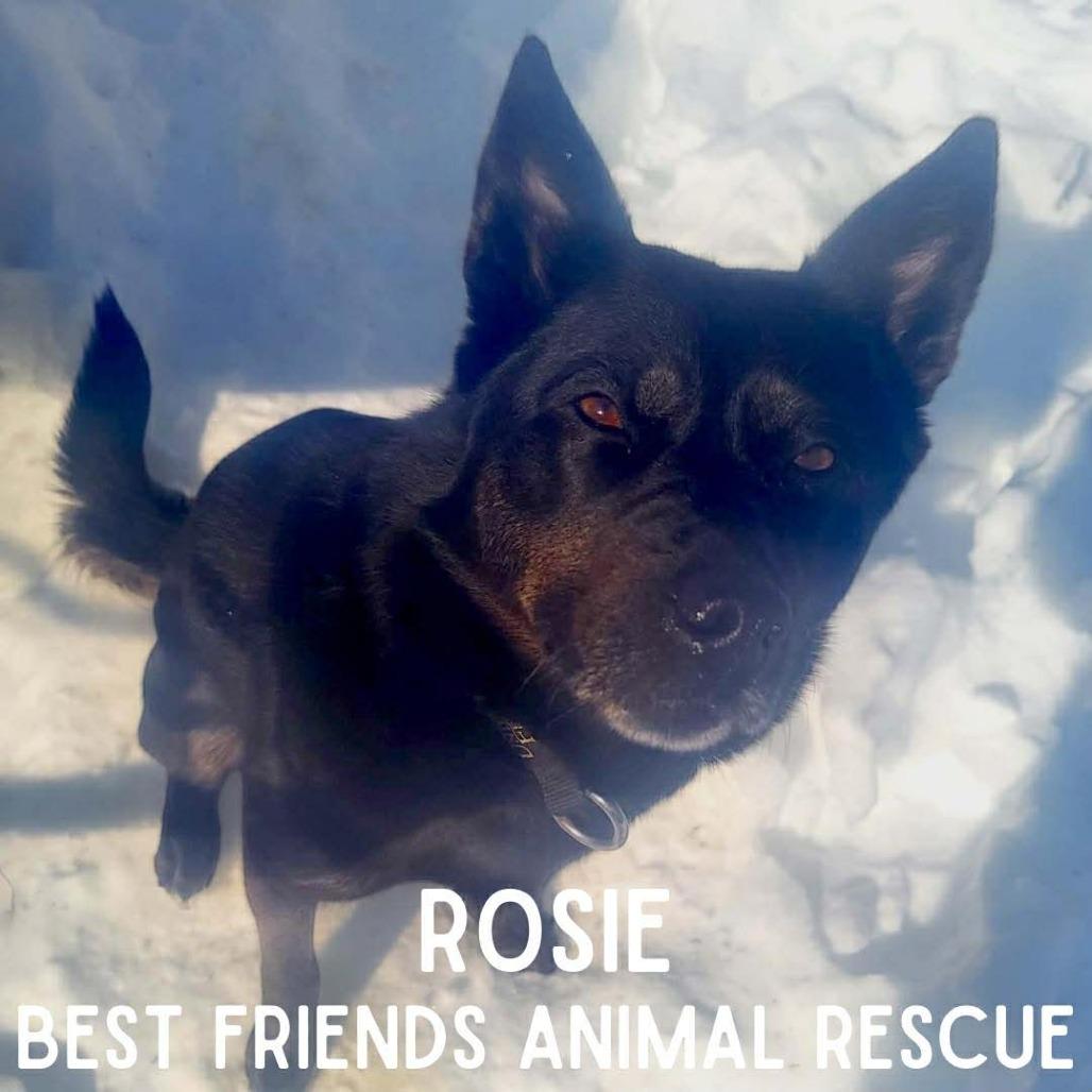 Enlarge Rosie, a Adoptable mixed breed in Wasilla, AK image 2/6