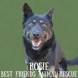 Rosie, a Adoptable mixed breed in Wasilla, AK image 1/3