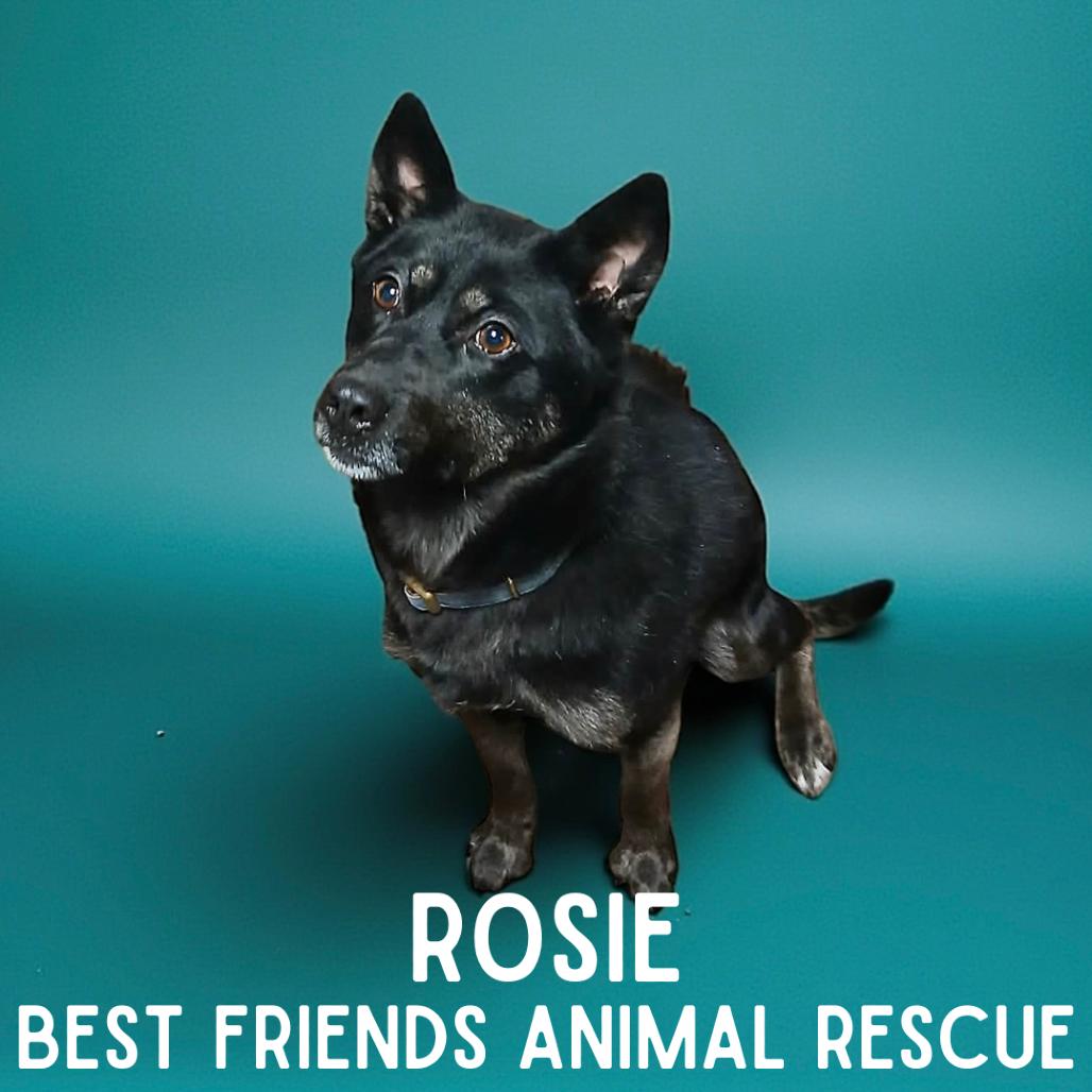 Enlarge Rosie, a Adoptable mixed breed in Wasilla, AK image 2/4