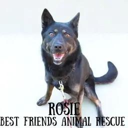 Rosie, a Adoptable mixed breed in Wasilla, AK image 2/3