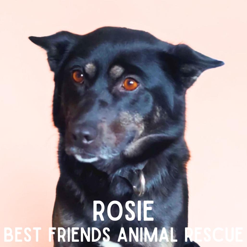 Enlarge Rosie, a Adoptable mixed breed in Wasilla, AK image 5/6