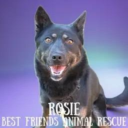 Rosie, a Adoptable mixed breed in Wasilla, AK image 3/3