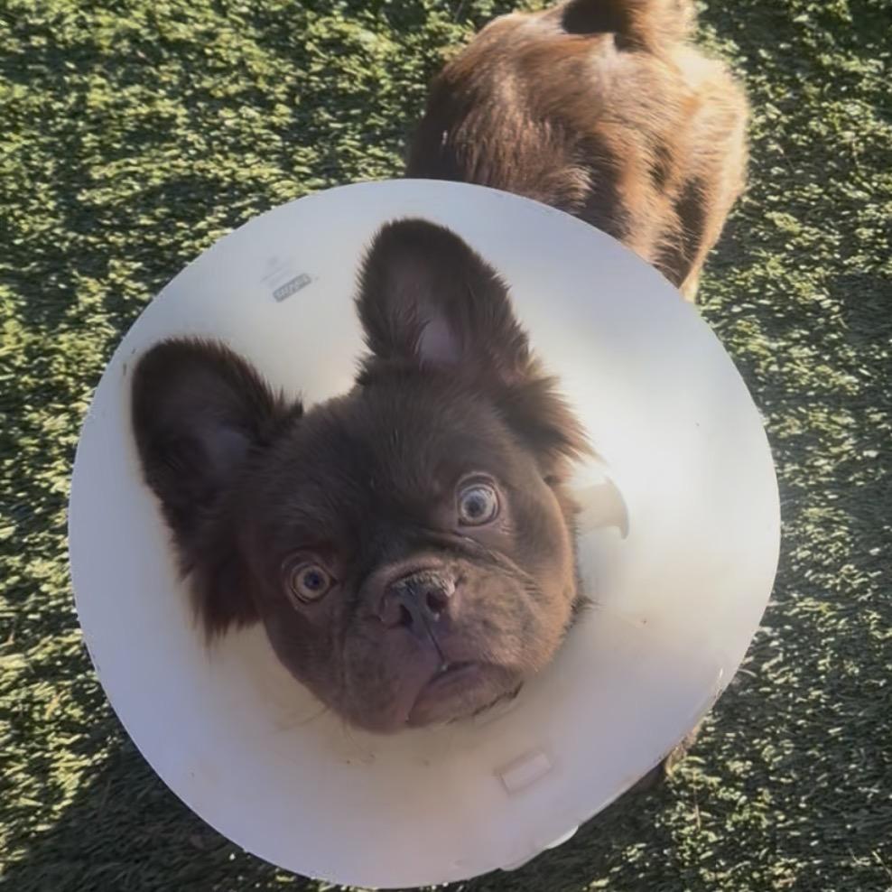 Enlarge Lady, a Adoptable French Bulldog in Las Vegas, NV image 2/2