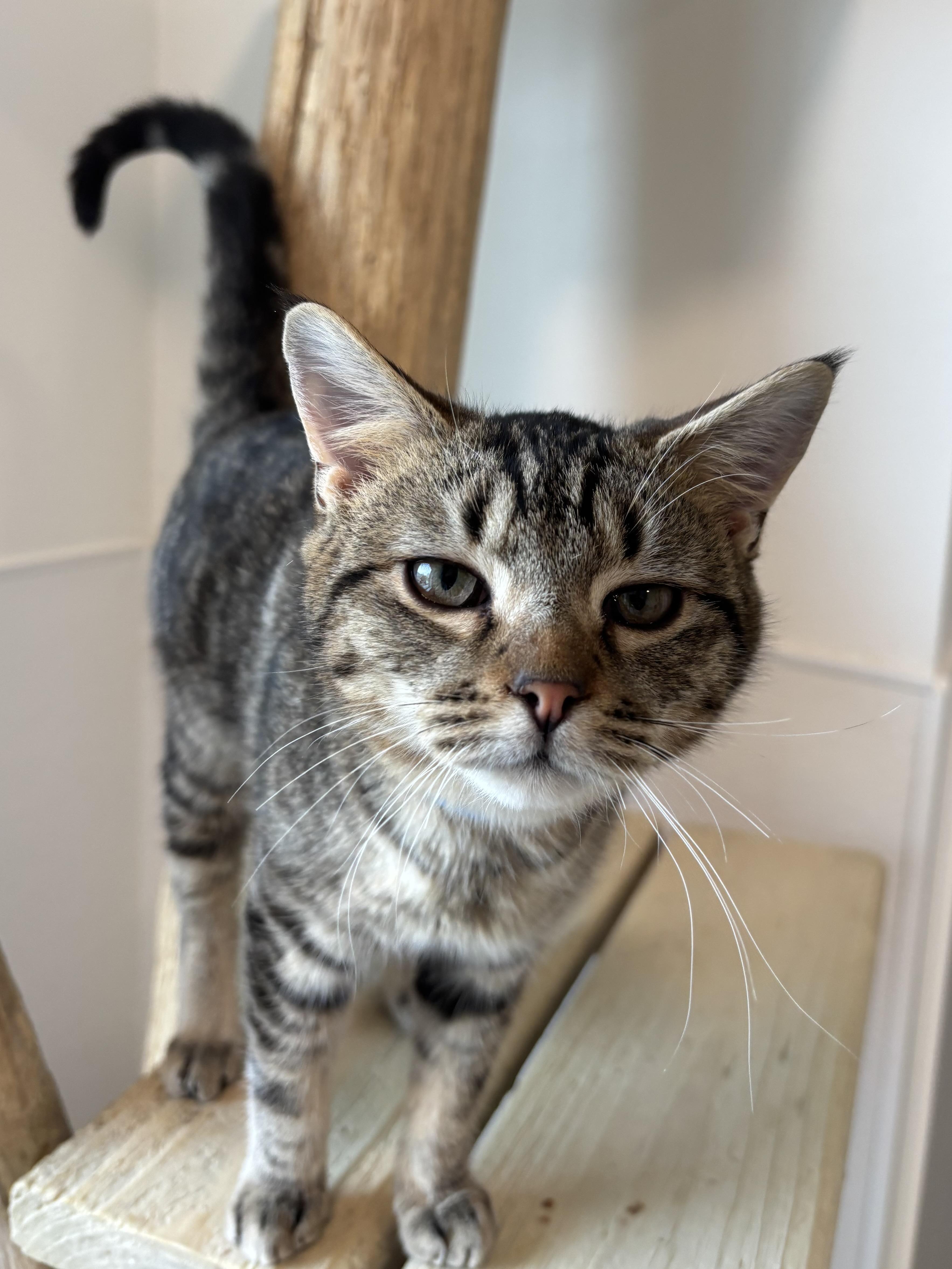 Enlarge DJ, a Adoptable Domestic Short Hair in Chicago, IL image 1/3