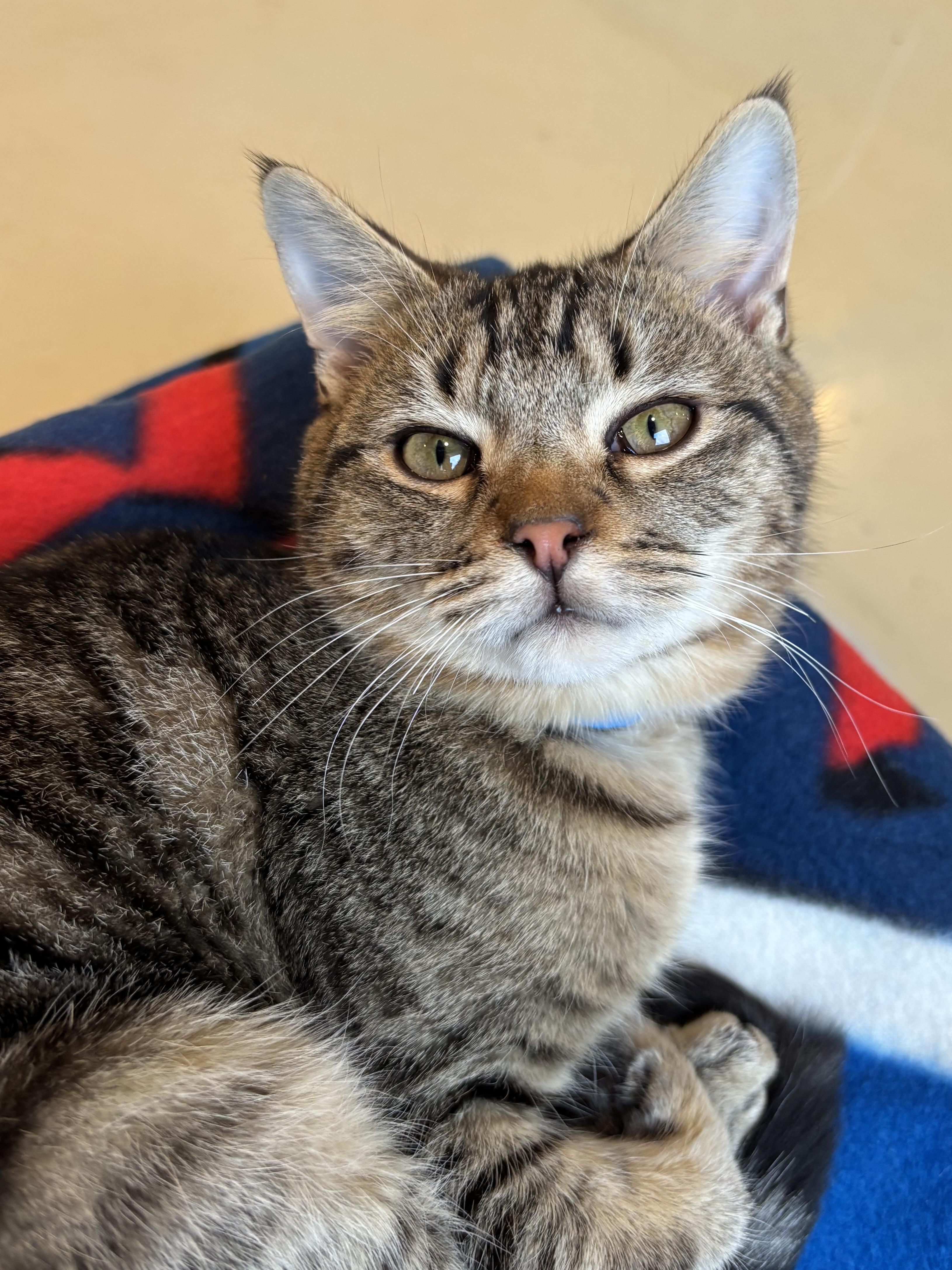 Enlarge DJ, a Adoptable Domestic Short Hair in Chicago, IL image 3/3