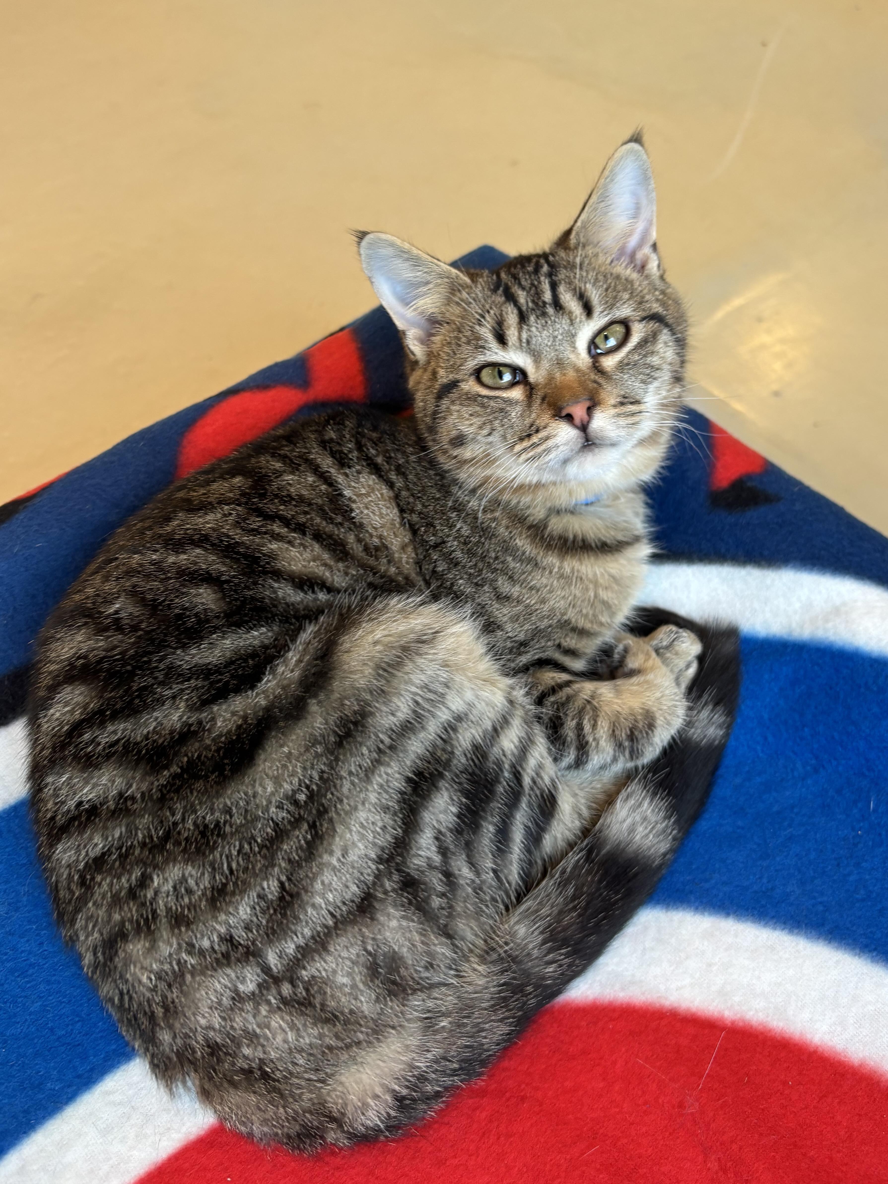 Enlarge DJ, a Adoptable Domestic Short Hair in Chicago, IL image 2/3