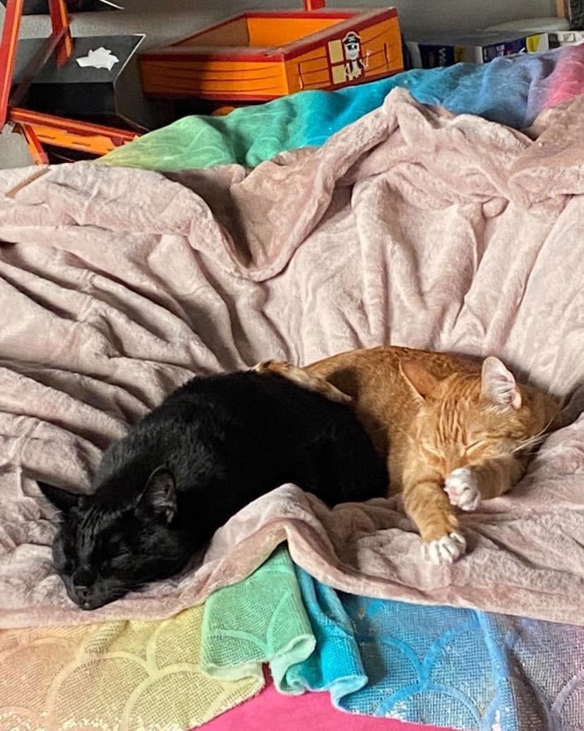 Jasper, Adoptable, Adult Male Domestic Short Hair.