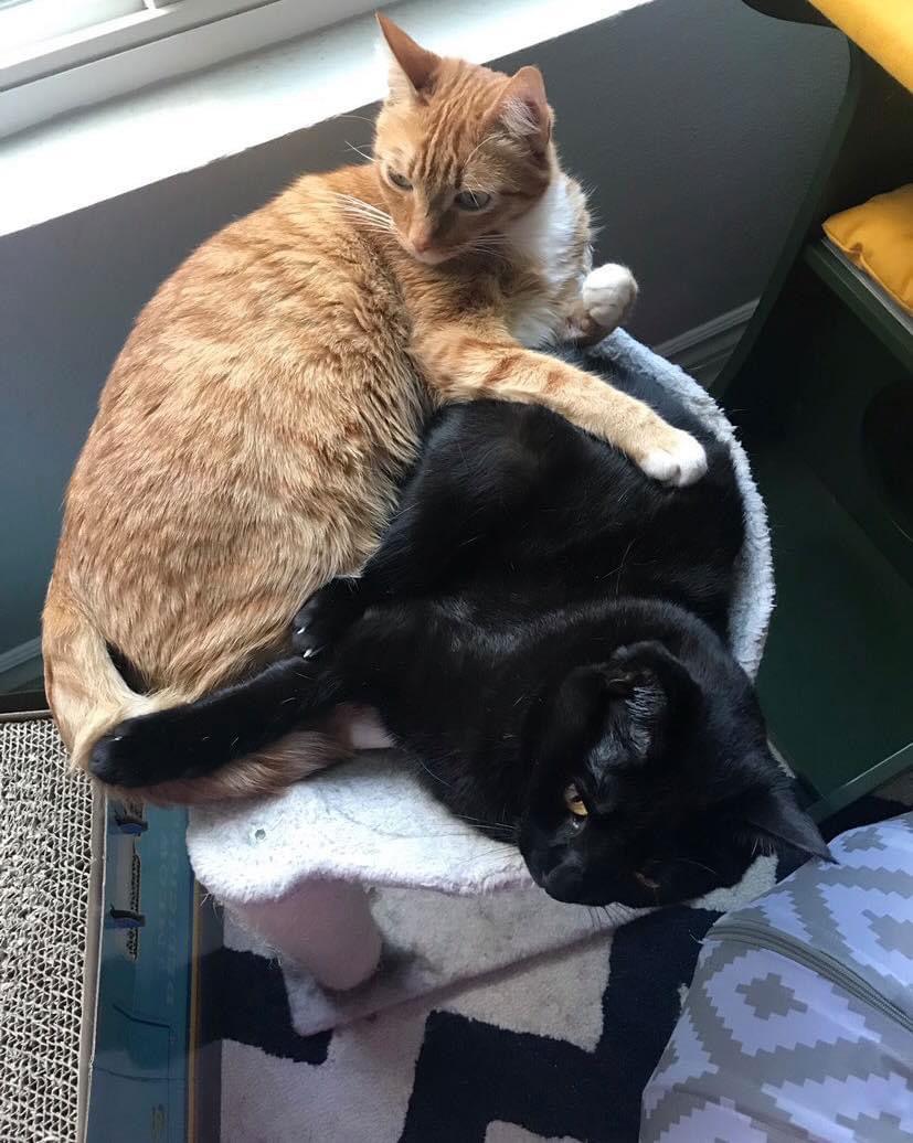 Enlarge Jasper, a Adoptable Domestic Short Hair in Los Alamitos, CA image 2/3