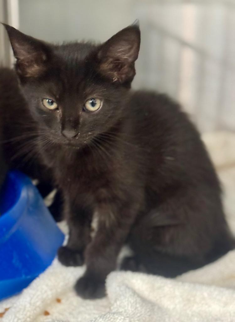 Tiger, Adoptable, Kitten Female Domestic Short Hair.