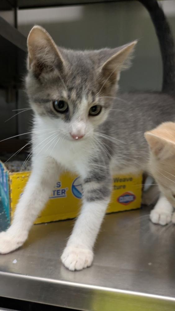 Bunsen, Adoptable, Young Male Domestic Short Hair.