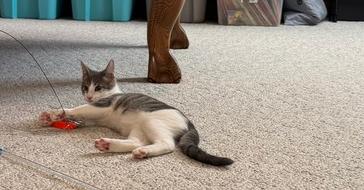 Enlarge Bunsen, a Adoptable Domestic Short Hair in Papillion, NE image 2/2