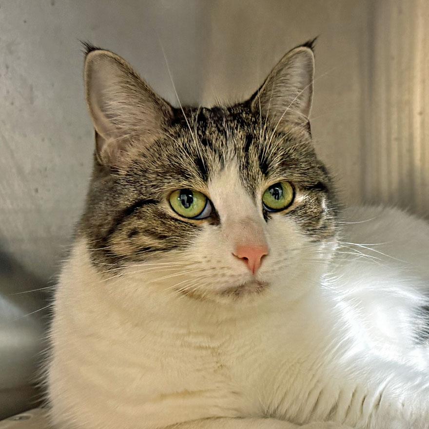 Enlarge Lucky, an adoptable Domestic Short Hair in E Falmouth, MA image 1/4