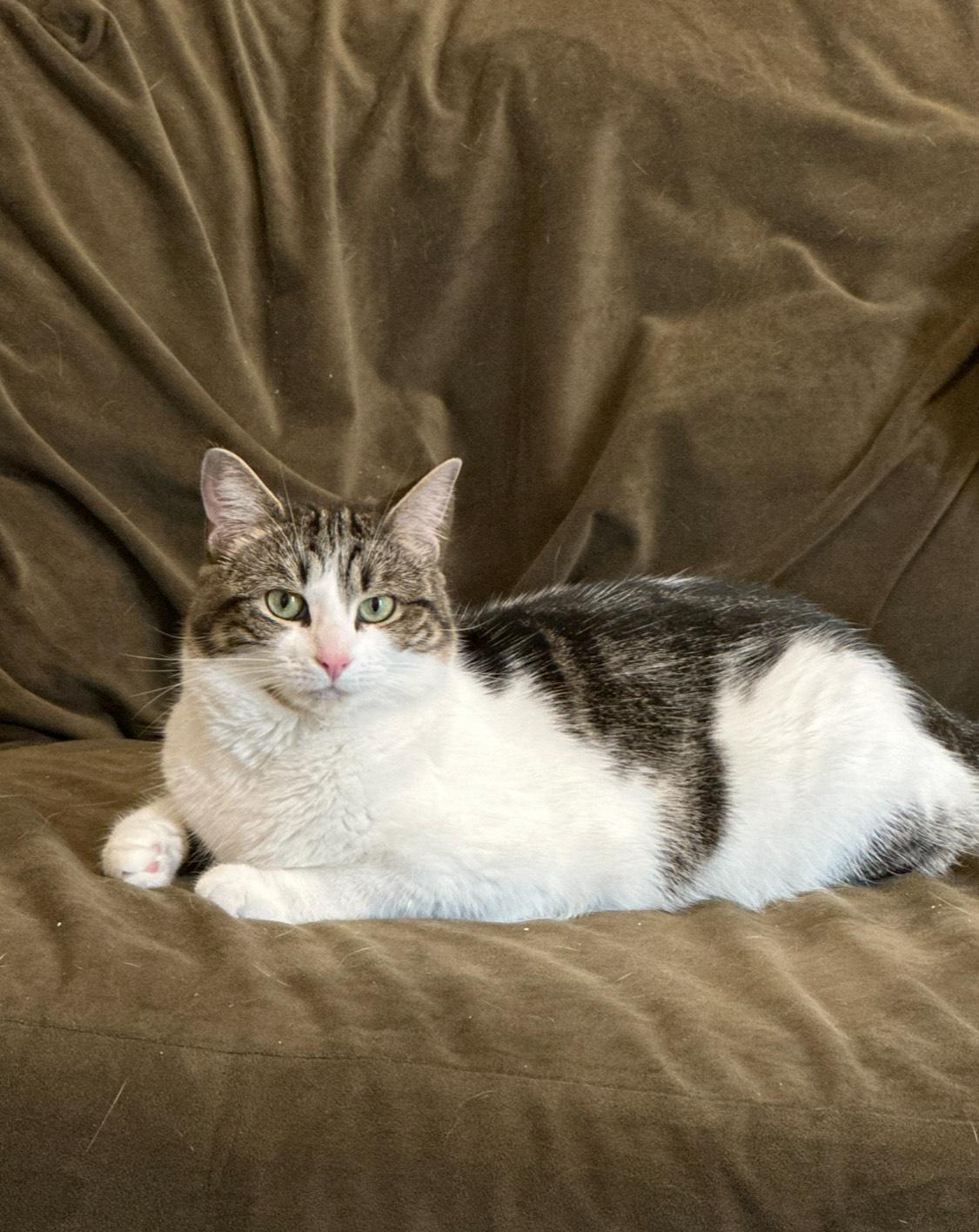 Enlarge Lucky, an adoptable Domestic Short Hair in E Falmouth, MA image 4/4