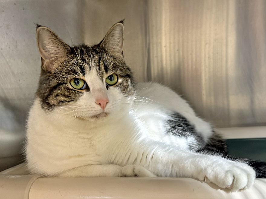 Enlarge Lucky, an adoptable Domestic Short Hair in E Falmouth, MA image 3/4