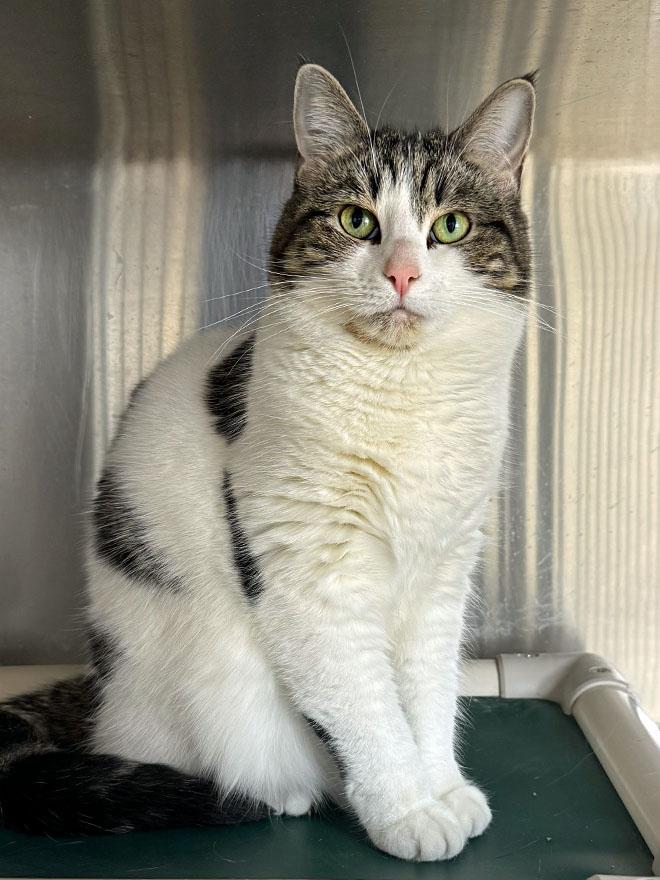 Enlarge Lucky, an adoptable Domestic Short Hair in E Falmouth, MA image 2/4