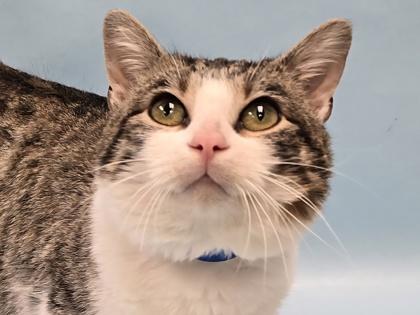 Leon, Adoptable, Adult Male Domestic Short Hair.