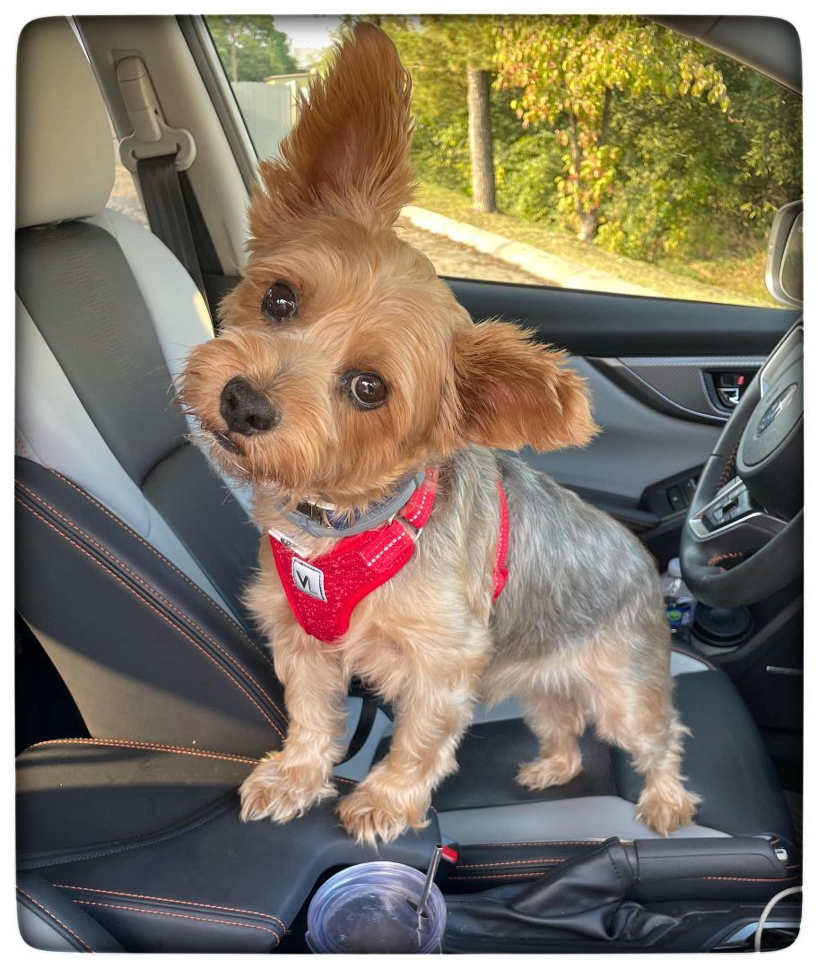 Max, Adopted, Adult Male Yorkshire Terrier.