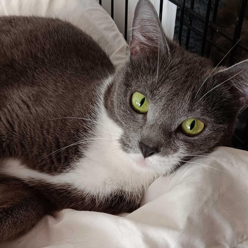 Salsa 2023, a Adoptable Domestic Short Hair in Bensalem, PA image 1/3